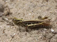 Chorthippus biguttulus-groep [Chorthippus biguttulus-group]